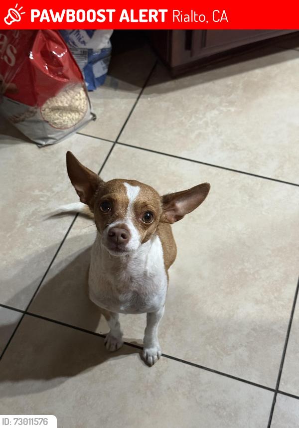 Lost Male Dog last seen Cedar and Merrill , Rialto, CA 92376