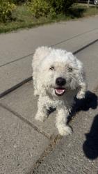 Found/Stray Unknown Dog last seen Sandoval Ct. And W Eighth St., Stockton, CA 95206