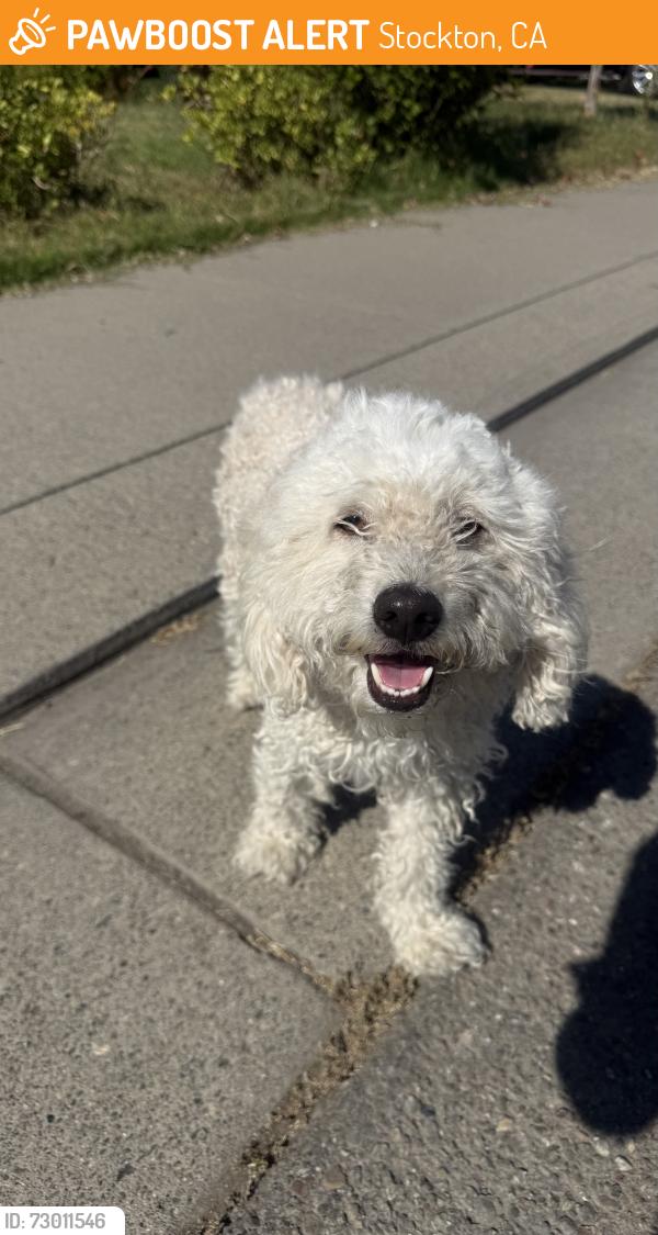 Found/Stray Unknown Dog last seen Sandoval Ct. And W Eighth St., Stockton, CA 95206