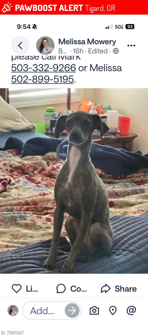 Lost Female Dog last seen Windham, Tewksbury,, Tigard, OR 97224