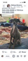Lost Female Dog last seen Windham, Tewksbury,, Tigard, OR 97224
