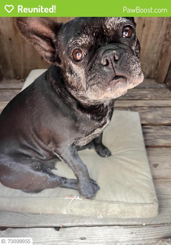 Reunited Female Dog last seen Clinton ave , Richmond, CA 94805