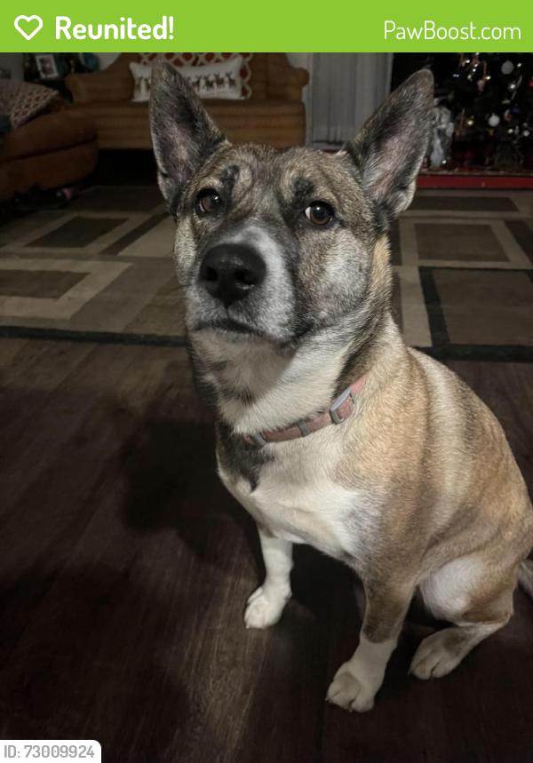 Reunited Female Dog last seen Clinton ave , Richmond, CA 94805