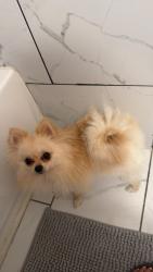 Reunited Female Dog last seen Near burning tree ln carrolton tx, Carrollton, TX 75006