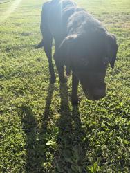 Found/Stray Unknown Dog last seen Evergreen achres, Highland, IN 47710