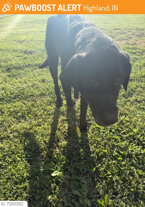 Found/Stray Unknown Dog last seen Evergreen achres, Highland, IN 47710