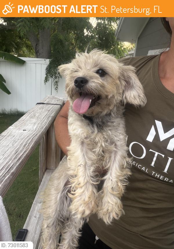 Found/Stray Female Dog last seen Clearview Adult Education Center, St. Petersburg, FL 33714