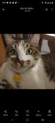 Lost Male Cat last seen 43RD OFF PERRY, Spokane, WA 99203