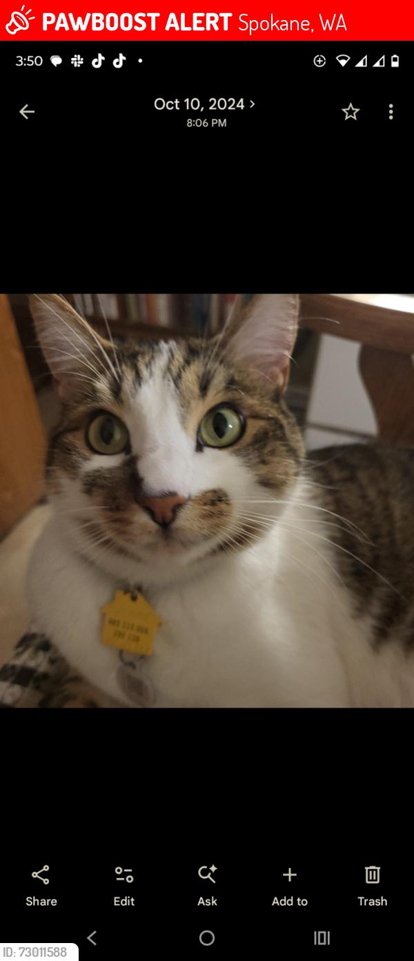 Lost Male Cat last seen 43RD OFF PERRY, Spokane, WA 99203