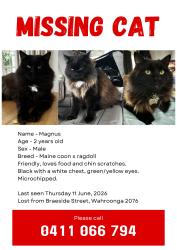 Lost Male Cat last seen braeside street, wahroonga, Wahroonga, NSW 2076