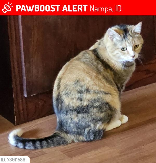Lost Female Cat last seen Lonestar and Greenleaf, Nampa, ID 83651
