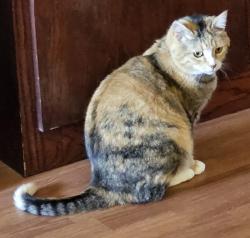 Lost Female Cat last seen Lonestar and Greenleaf, Nampa, ID 83651
