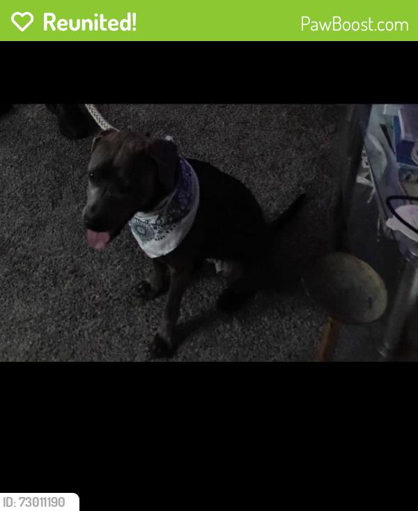 Reunited Female Dog last seen Miami, South Bend, IN 46614