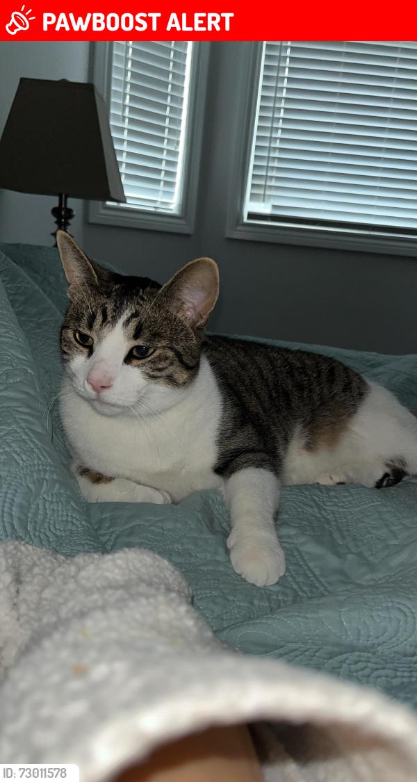 Lost Male Cat last seen Ninth line , Mississauga, ON L5N 7A4