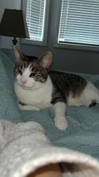Lost Male Cat last seen Ninth line , Mississauga, ON L5N 7A4