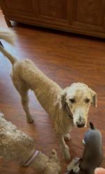 Lost Female Dog last seen Palm casino , Las Vegas, NV 89103