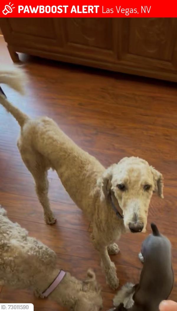 Lost Female Dog last seen Palm casino , Las Vegas, NV 89103