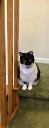 Lost Female Cat last seen Arroyo and Caliente, Reno, NV 89509
