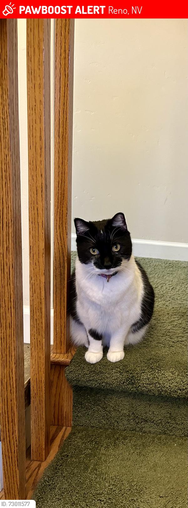 Lost Female Cat last seen Arroyo and Caliente, Reno, NV 89509