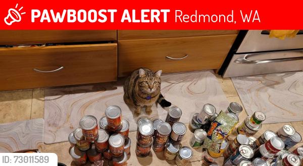 Lost Female Cat last seen Grass lawn park, Redmond, WA 98052
