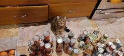 Lost Female Cat last seen Grass lawn park, Redmond, WA 98052