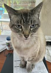 Reunited Female Cat last seen Nevada St., Santa Cruz, Santa Cruz, CA 95060