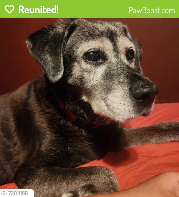 Reunited Female Dog last seen Grain Valley, MO, USA, Grain Valley, MO 64029
