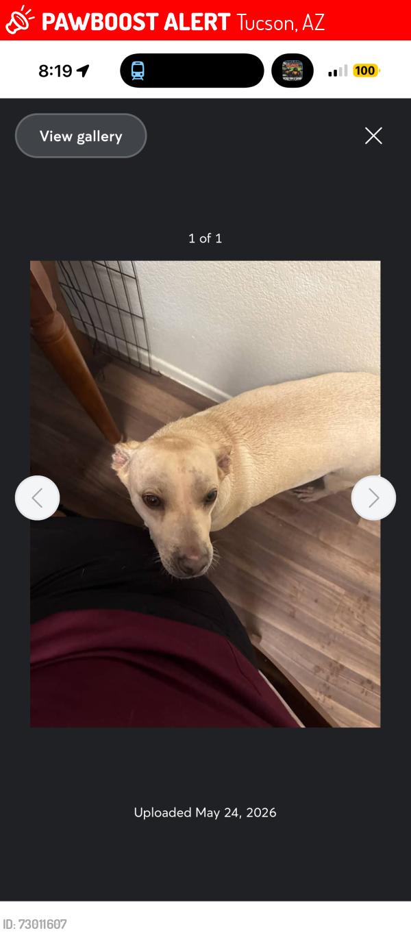 Lost Male Dog last seen 26th and country club , Tucson, AZ 85756