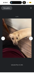Lost Male Dog last seen 26th and country club , Tucson, AZ 85756