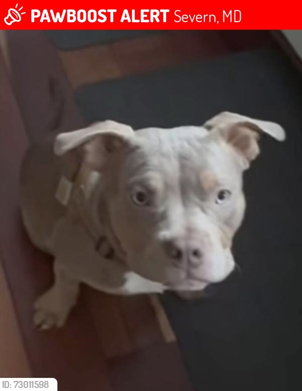 Lost Male Dog last seen Kawshek Path & Ridge Road, Severn, MD 21076