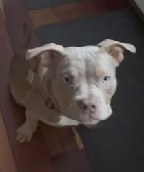 Lost Male Dog last seen Kawshek Path & Ridge Road, Severn, MD 21076