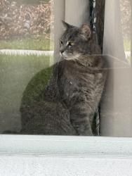 Reunited Male Cat last seen Wickham Road, Melbourne, FL 32935