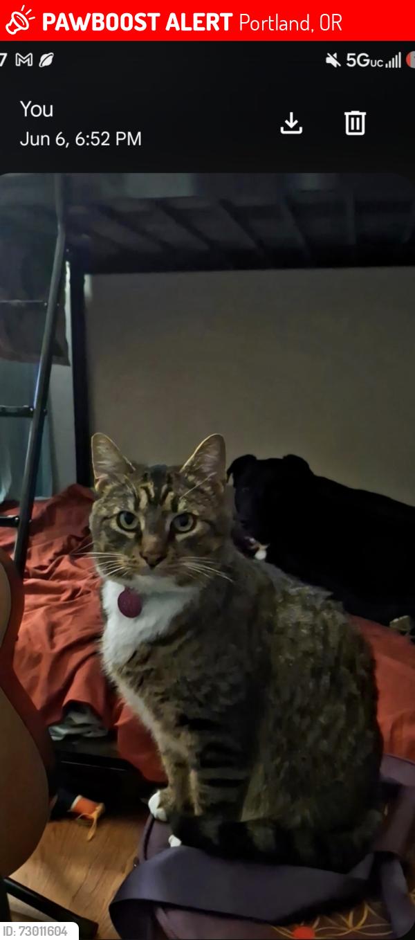 Lost Male Cat last seen 62nd Ave and  Se Harold, Portland, OR 97206