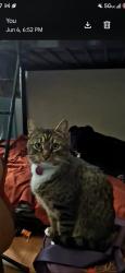 Lost Male Cat last seen 62nd Ave and  Se Harold, Portland, OR 97206
