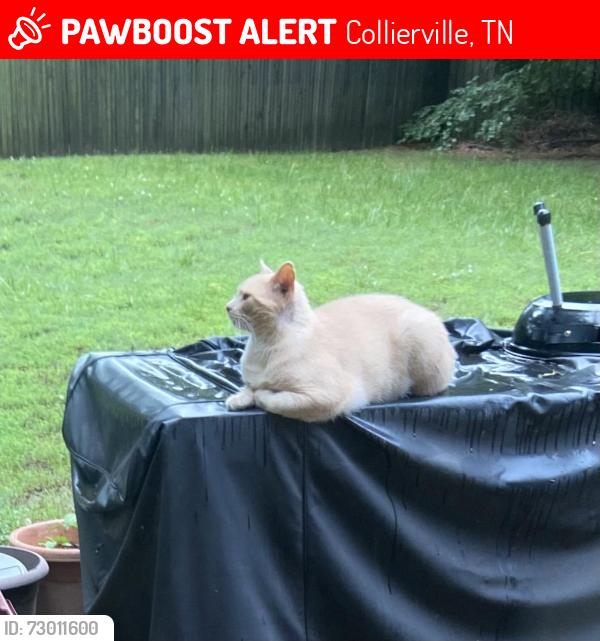 Lost Male Cat last seen Bailey Station in Collierville, Collierville, TN 38017