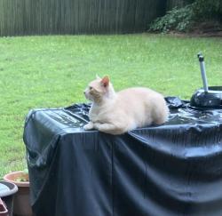 Lost Male Cat last seen Bailey Station in Collierville, Collierville, TN 38017