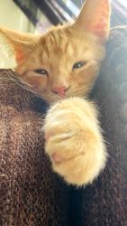 Lost Male Cat last seen Near st n 42 ave, Edmonton, AB T6L 5A3