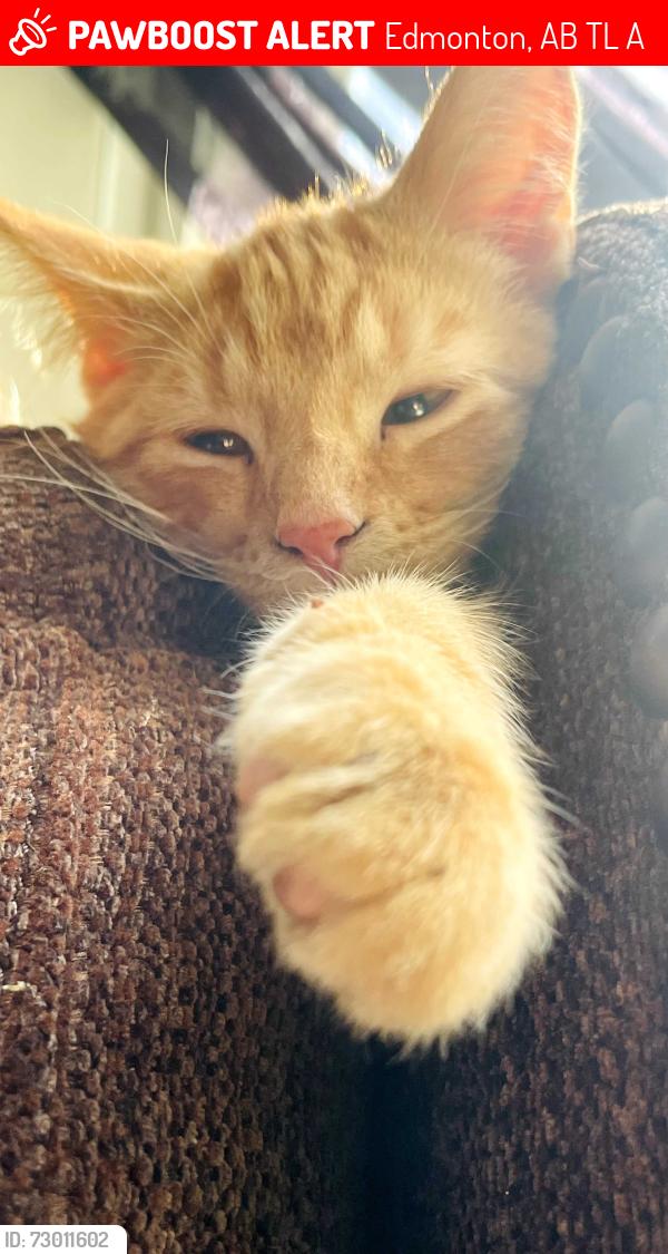 Lost Male Cat last seen Near st n 42 ave, Edmonton, AB T6L 5A3