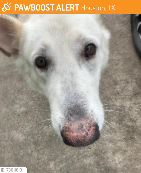Found/Stray Male Dog last seen Near Houston ex, Houston, TX 77038