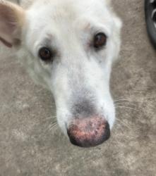 Found/Stray Male Dog last seen Near Houston ex, Houston, TX 77038