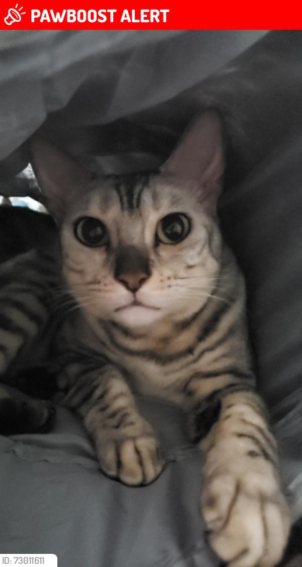Lost Female Cat last seen Dorchester & Morrison & Cherrywood Acres, Niagara Falls, ON L2E 6M6