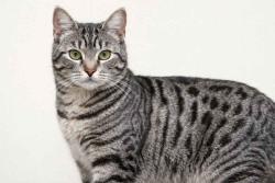 Found/Stray Unknown Cat last seen Near 23rd Ave S | 23rd and Bayview St, Seattle, WA 98144