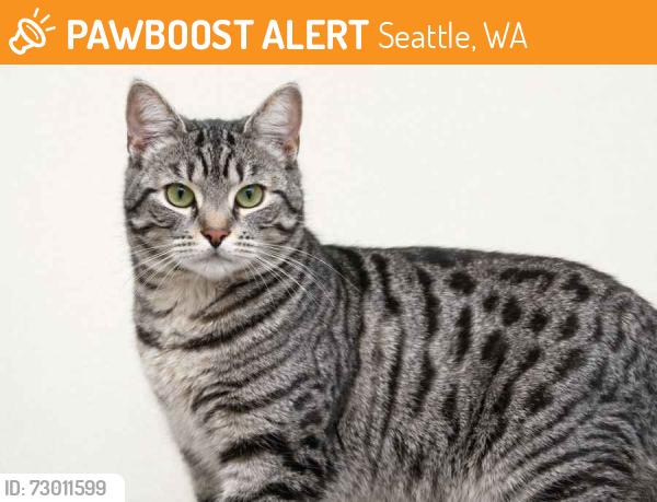 Found/Stray Unknown Cat last seen Near 23rd Ave S | 23rd and Bayview St, Seattle, WA 98144