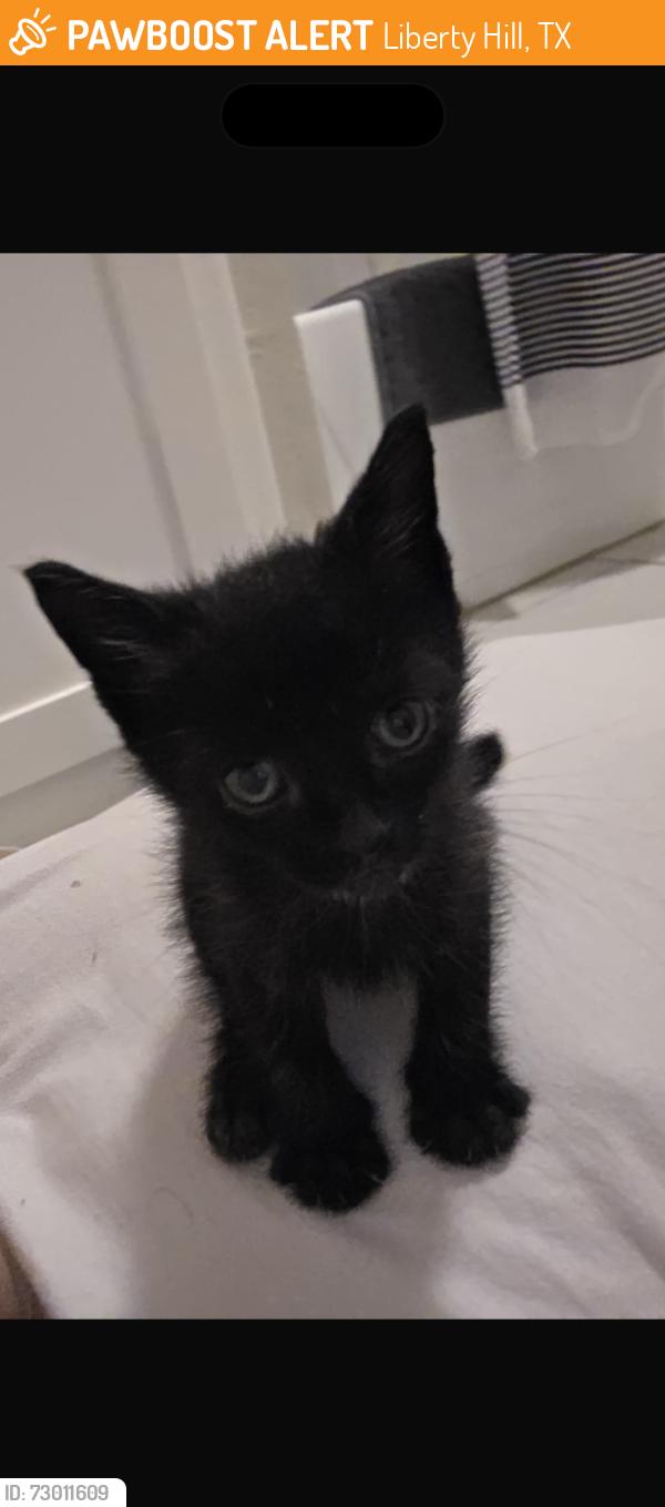 Found/Stray Male Cat last seen Near Moonshine Yoga, Liberty Hill, TX 78642