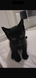 Found/Stray Male Cat last seen Near Moonshine Yoga, Liberty Hill, TX 78642