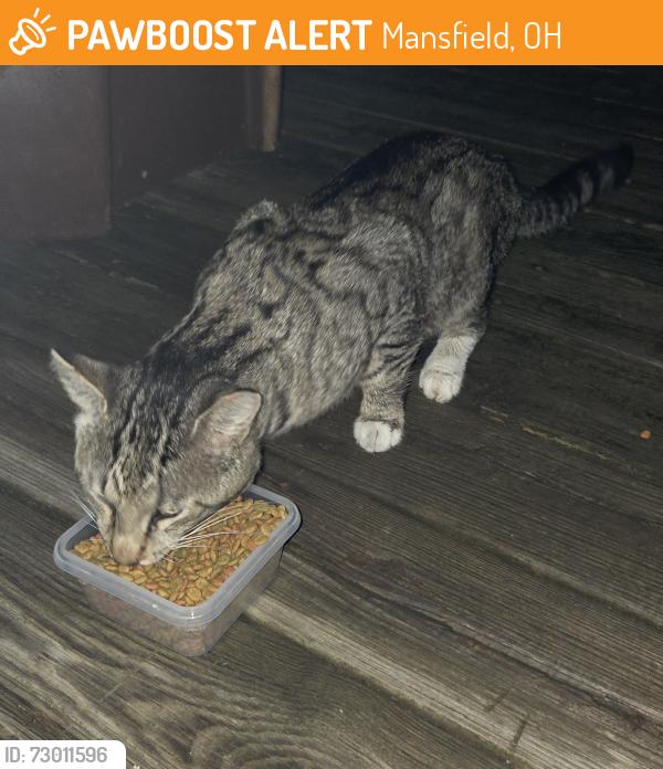 Found/Stray Unknown Cat last seen S Main Street, Malabar School, Mansfield, OH 44907