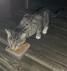 Found/Stray Unknown Cat last seen S Main Street, Malabar School, Mansfield, OH 44907