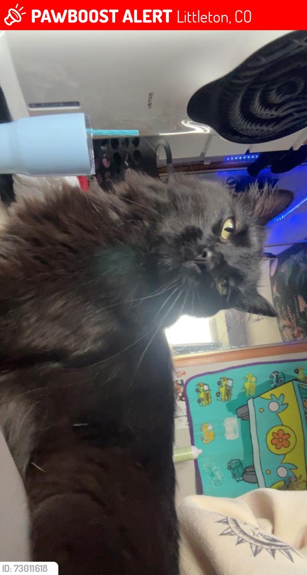 Lost Male Cat last seen Venneford and Prairie Veiw Dr., Littleton, CO 80126