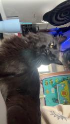 Lost Male Cat last seen Venneford and Prairie Veiw Dr., Littleton, CO 80126