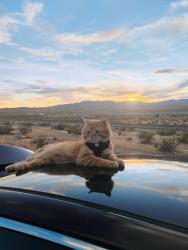 Lost Male Cat last seen Romola Street Southern Highlands, Las Vegas, NV 89141
